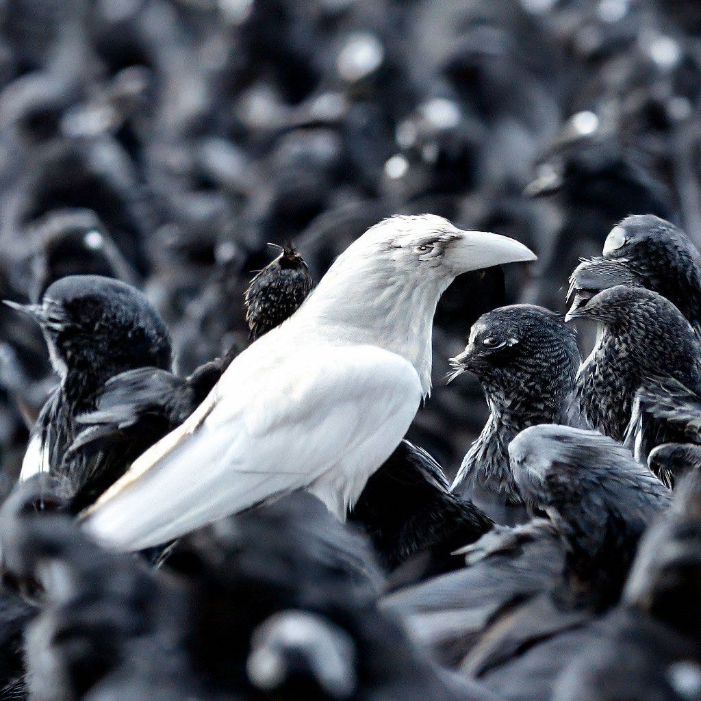 АЛА КАРГА / ГӨЛЪЯР