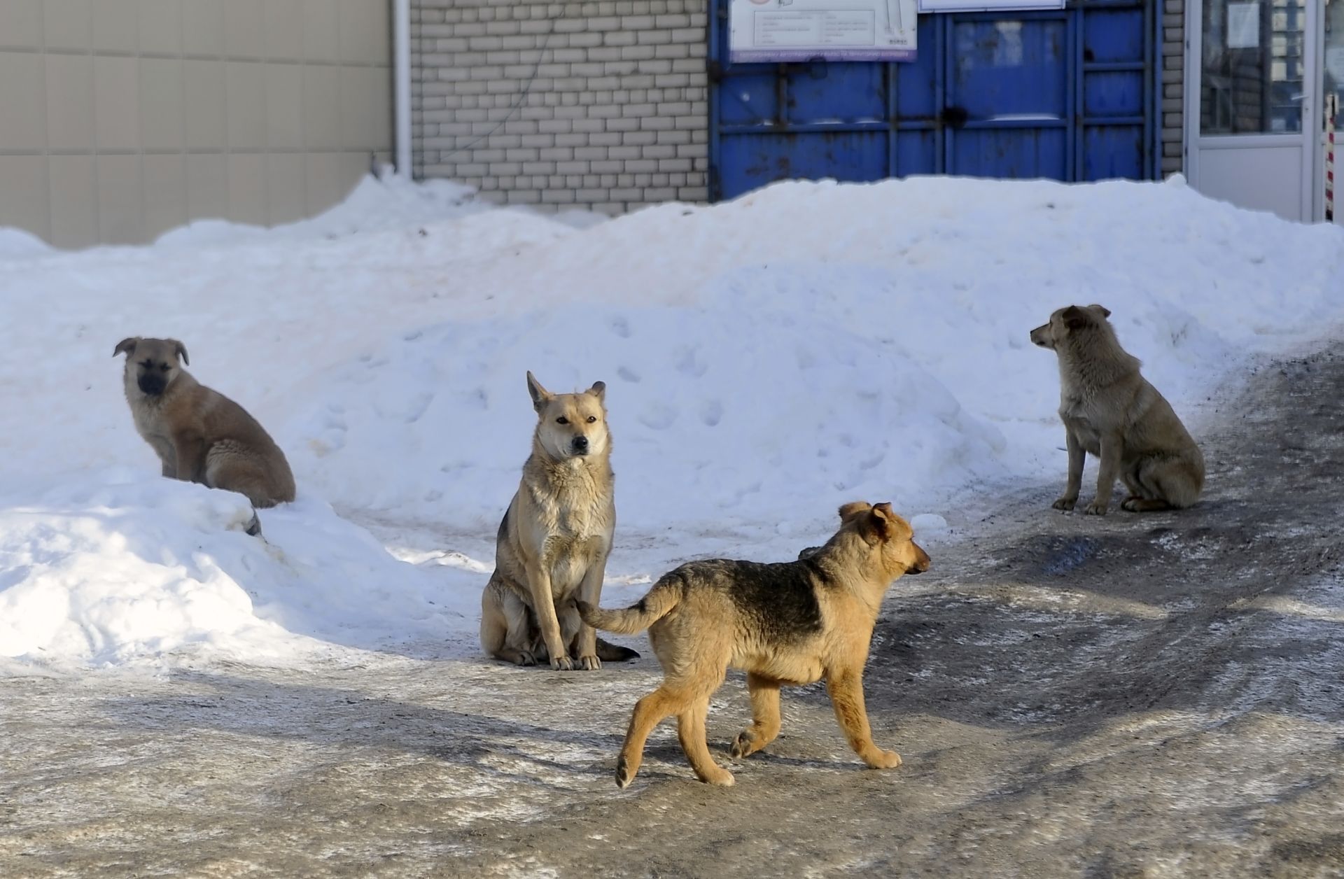 Татарстанда яшәүчеләр хуҗасыз этләрдән саклауны сорый
