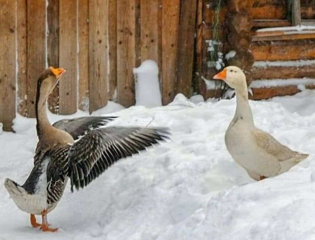 Тәвәккәллекме, башсызлыкмы?