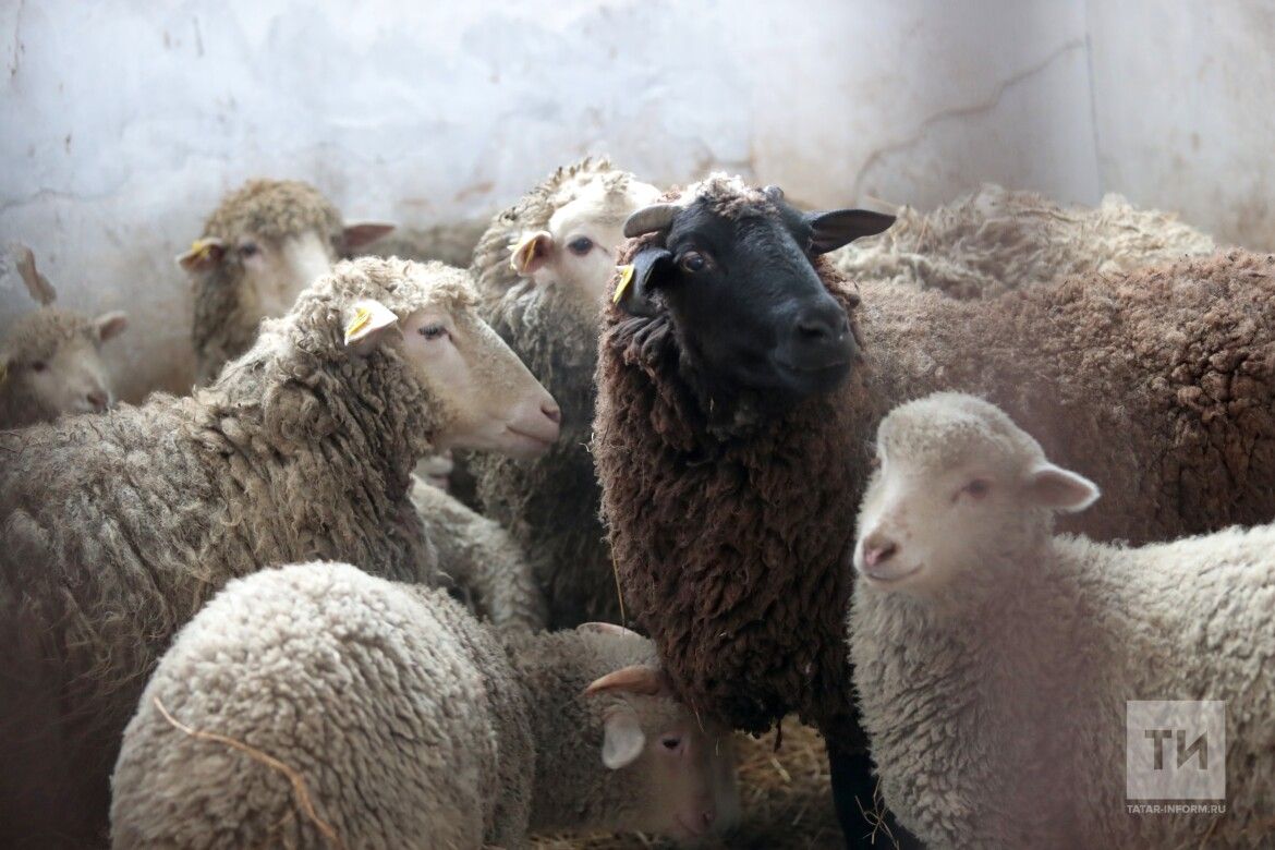 Сарык асраучыларны ниләр борчый? «ВТ» журналисты җавап эзли