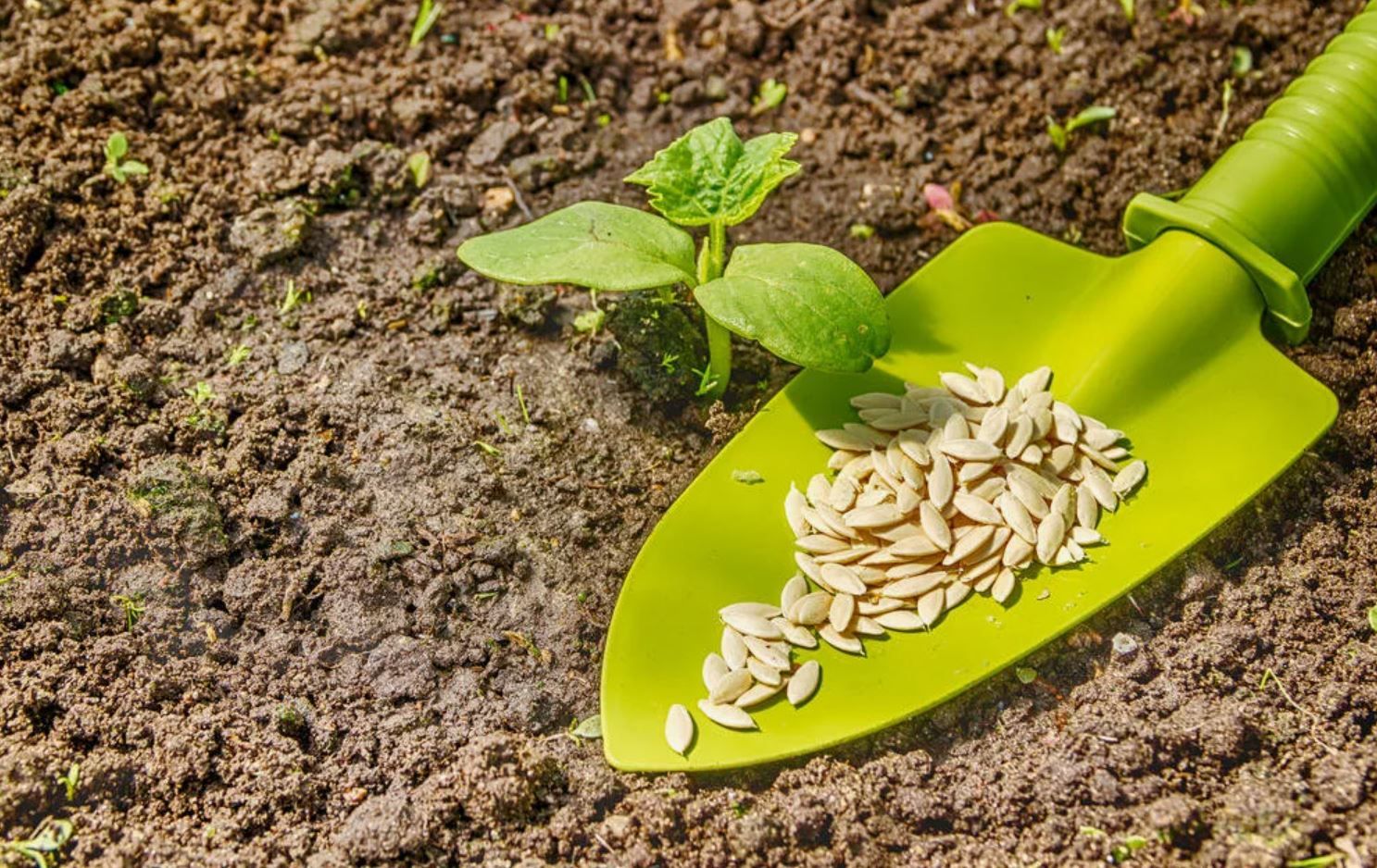 Агроном Хәким Моратов кыяр орлыгын сайлау буенча киңәшләр бирде