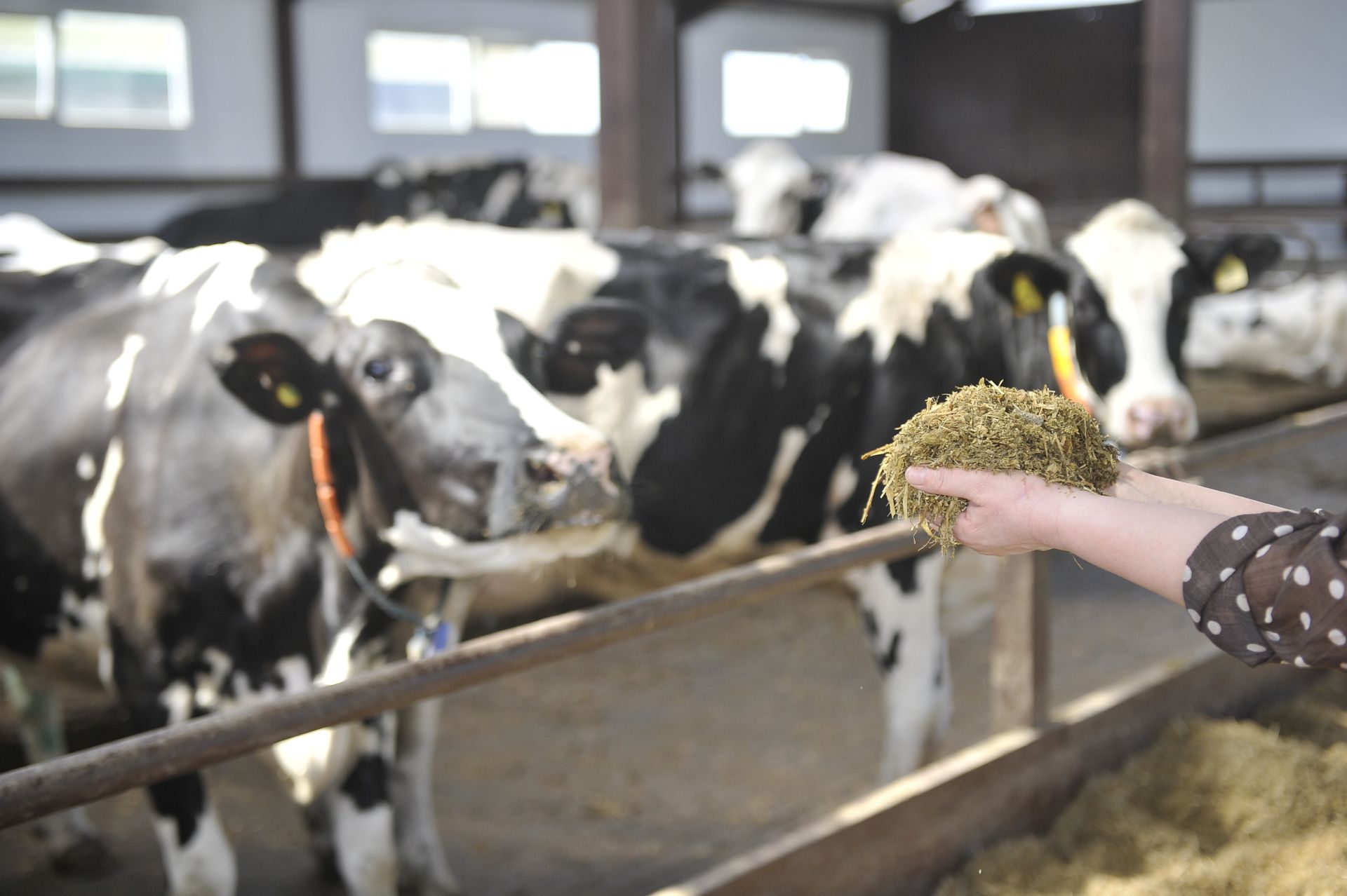 Санап асрау: сөт һәм иттән күпме акча эшләп була?