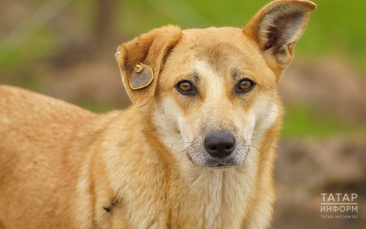 Эт кешегә дус булмаса