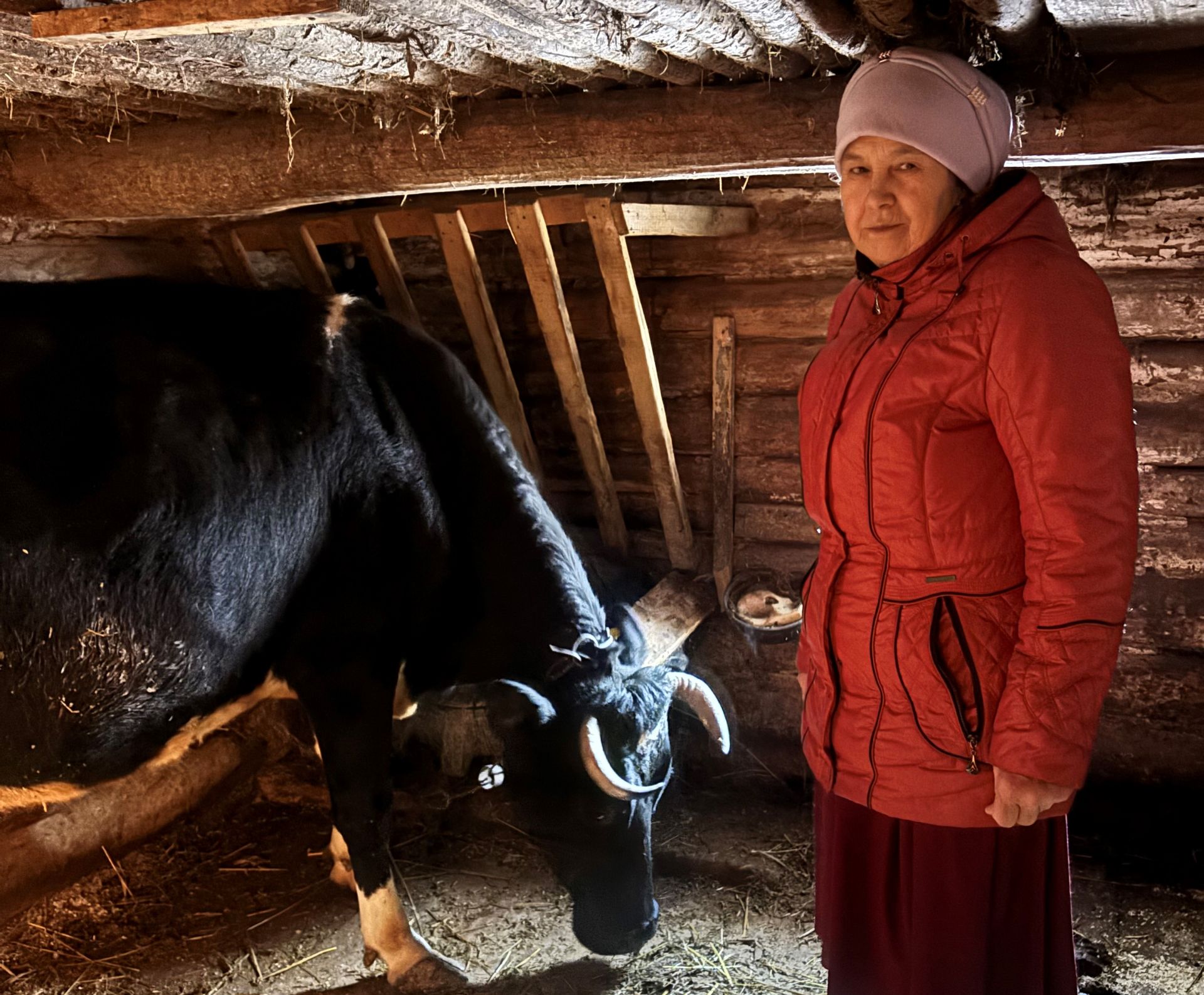 Бер сыерның сые бер авылга җитәме?