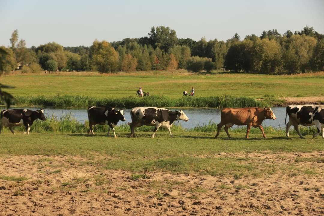 Авыл хәлләре: «Бүген көтү кемдә ул?»