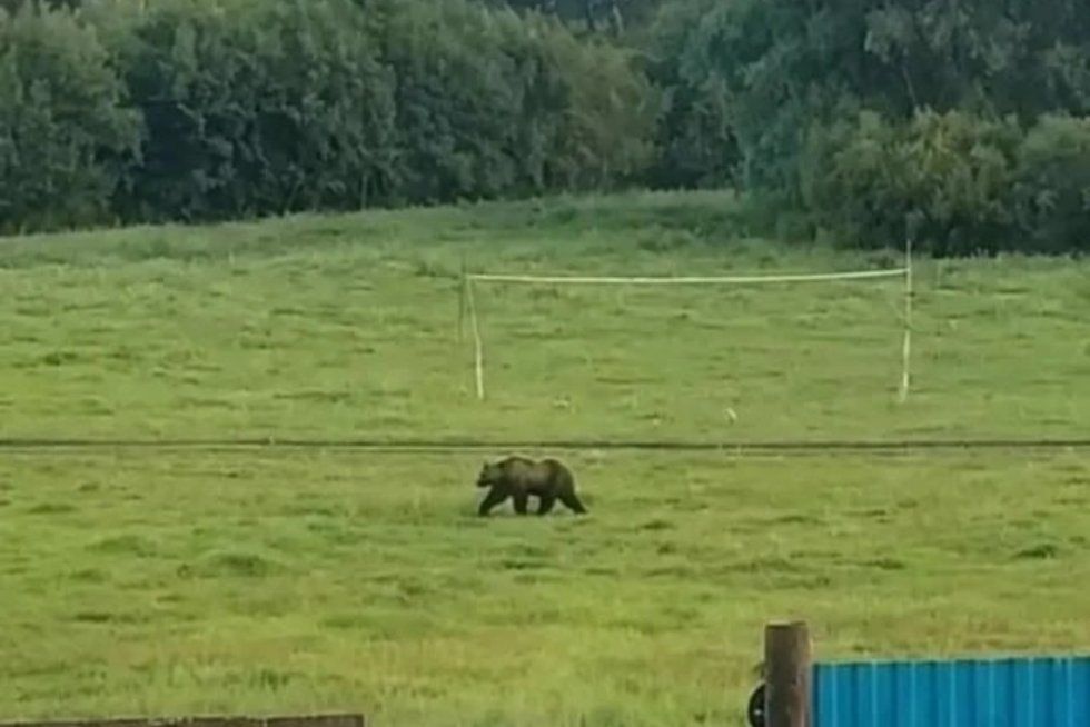 Аю авыл урамнары һәм балалар мәйданчыгы буйлап йөргән