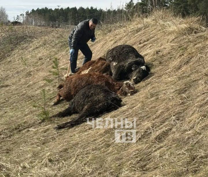«ВТ» Тукай районында үле бозаулар табылу очрагына ачыклык кертте