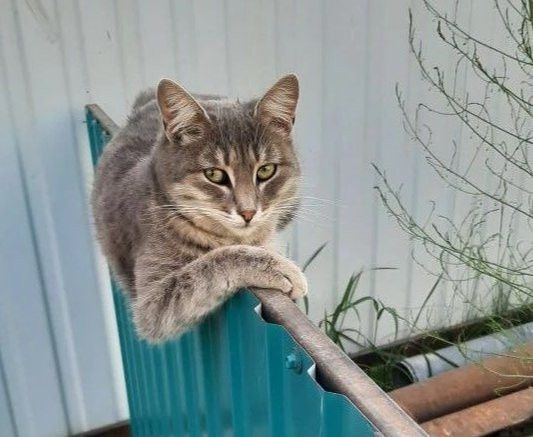 Казанда 50 мәче хуҗаларын тапты