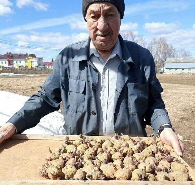 Балтач районында бәрәңге утырта башлаганнар