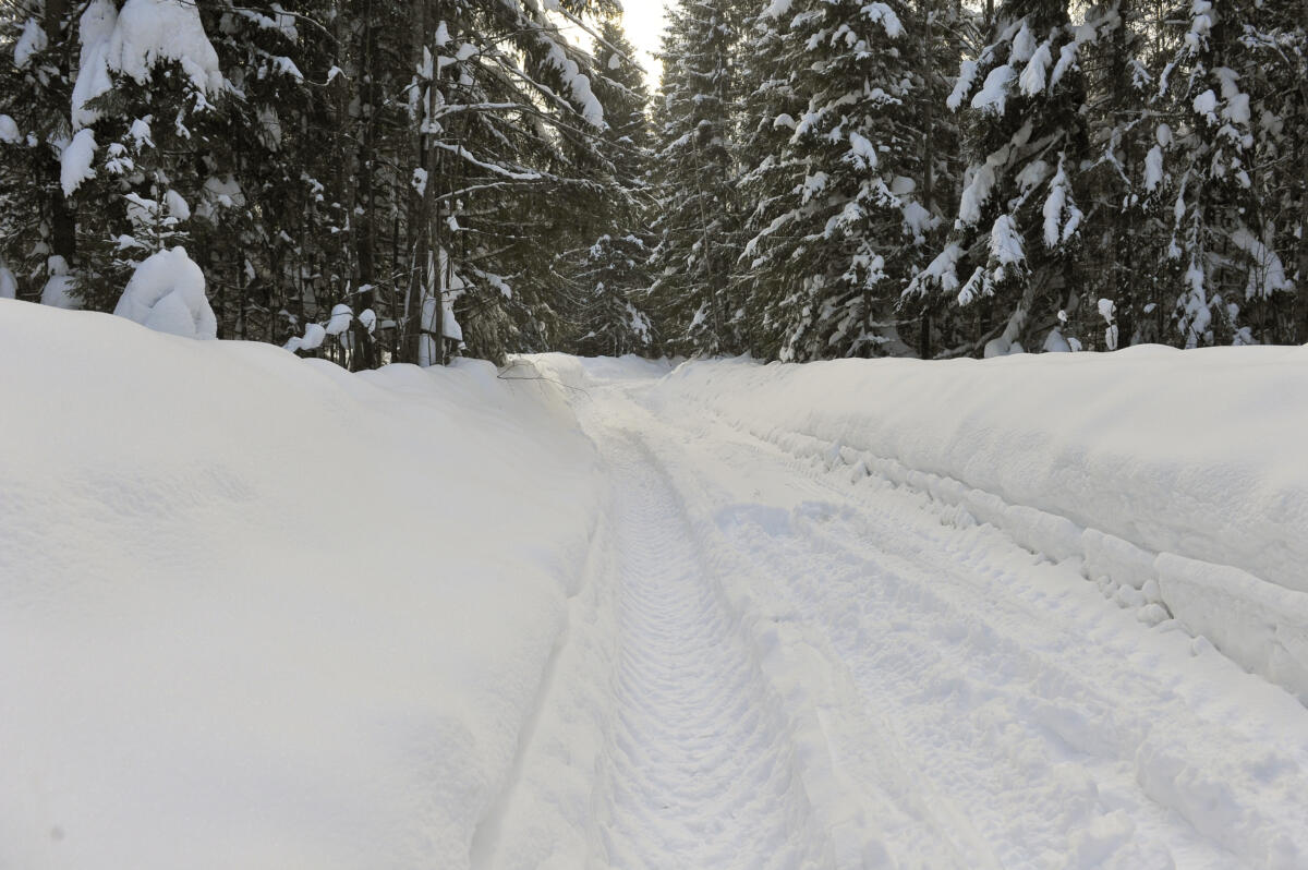 Намус эше: «ВТ» хәбәрчесе кышкы урманда җәнлекләр хәлен белеп кайтты