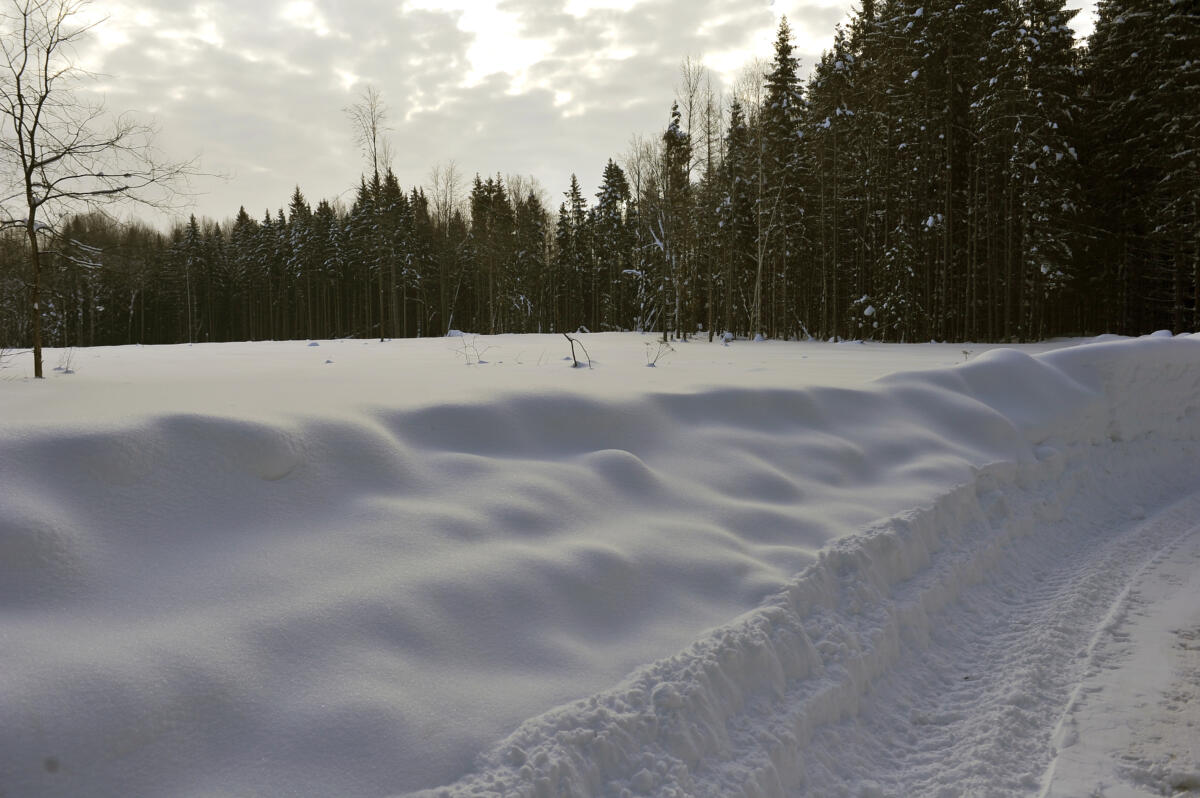 Намус эше: «ВТ» хәбәрчесе кышкы урманда җәнлекләр хәлен белеп кайтты