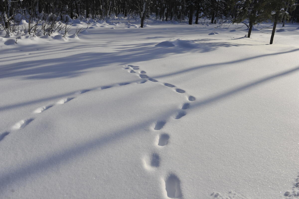 Намус эше: «ВТ» хәбәрчесе кышкы урманда җәнлекләр хәлен белеп кайтты