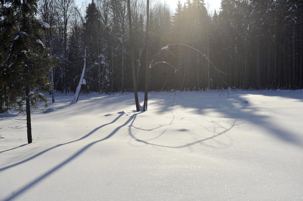 Намус эше: «ВТ» хәбәрчесе кышкы урманда җәнлекләр хәлен белеп кайтты