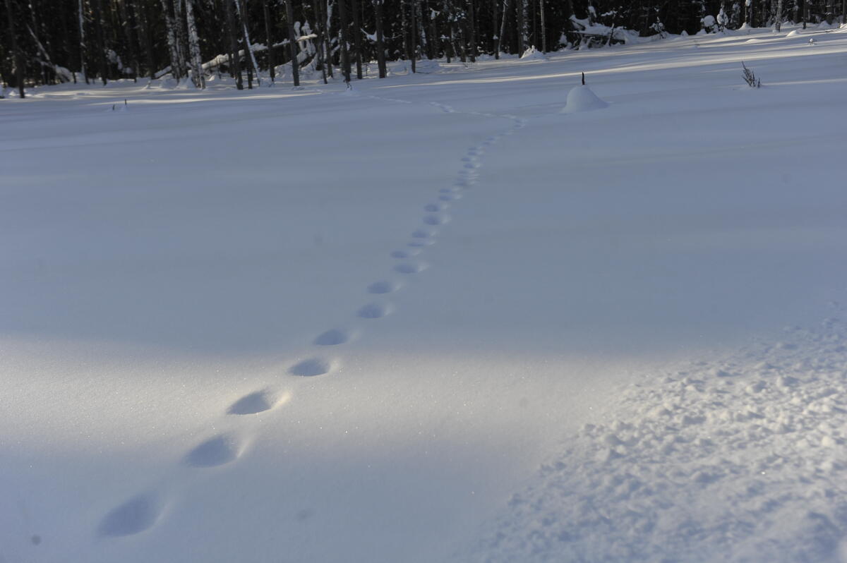 Намус эше: «ВТ» хәбәрчесе кышкы урманда җәнлекләр хәлен белеп кайтты
