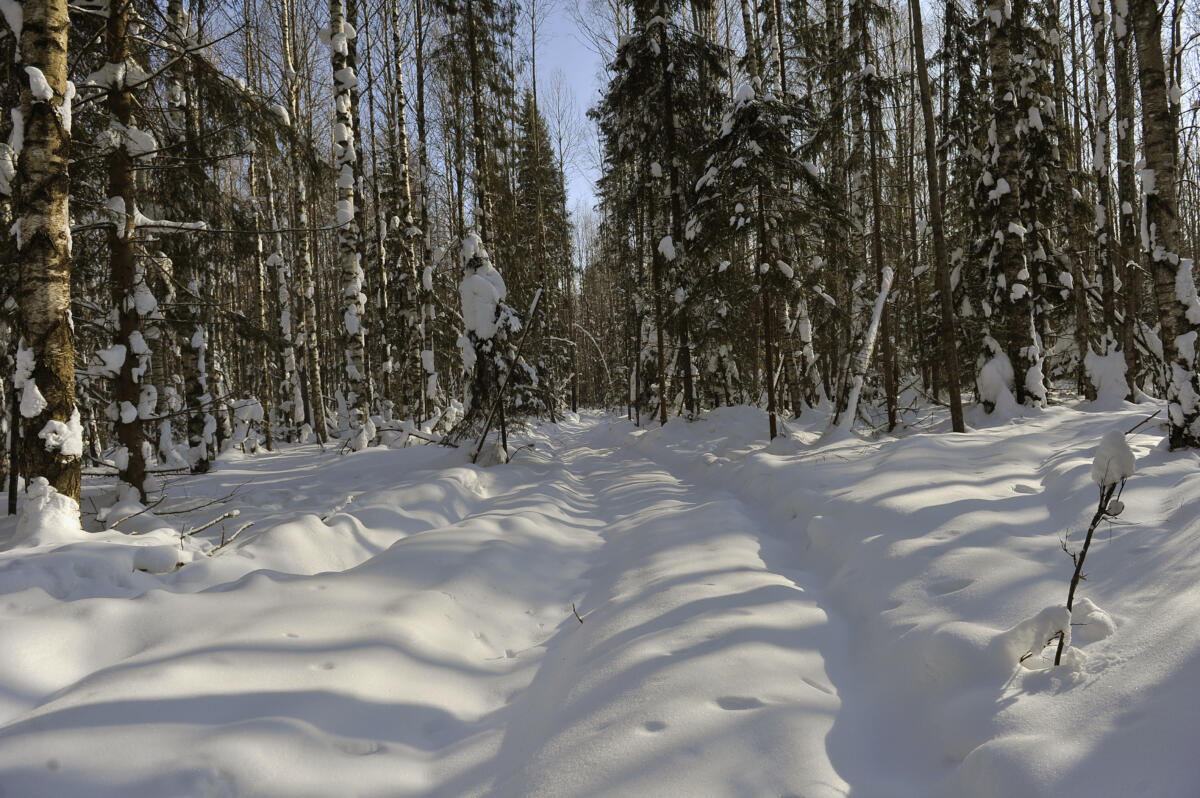 Намус эше: «ВТ» хәбәрчесе кышкы урманда җәнлекләр хәлен белеп кайтты