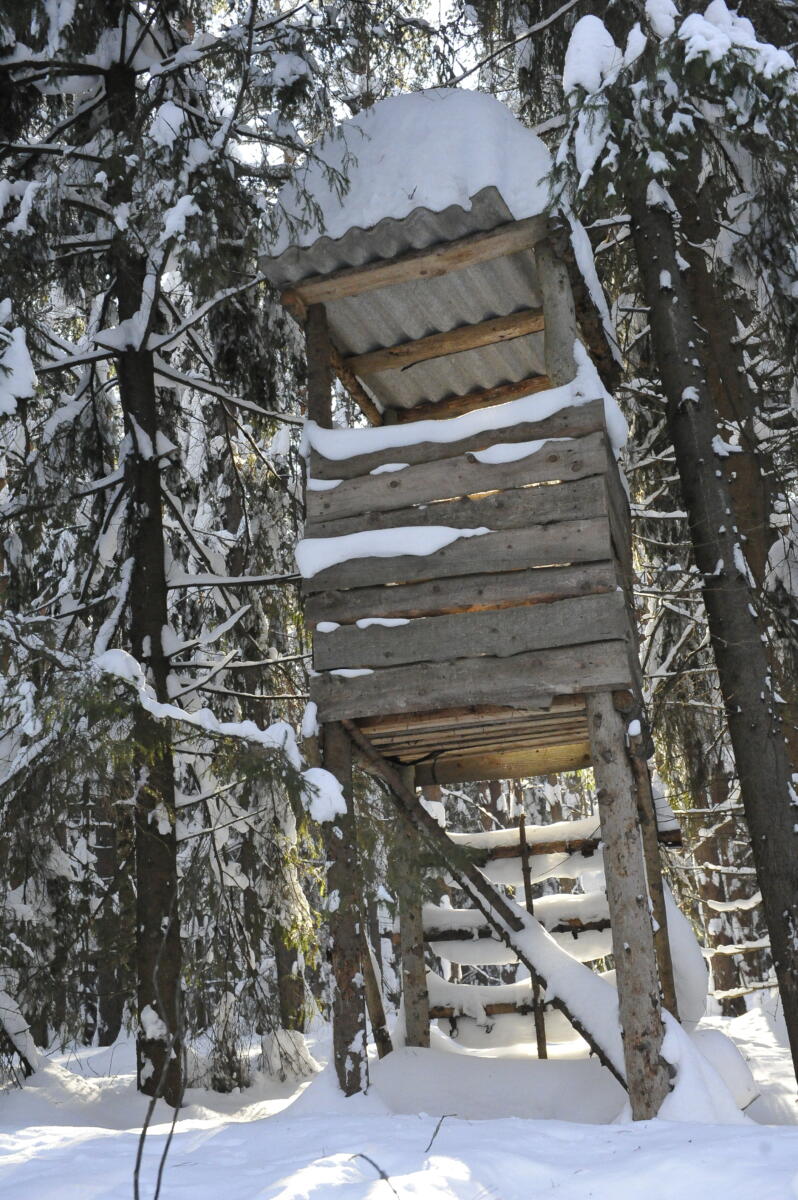 Намус эше: «ВТ» хәбәрчесе кышкы урманда җәнлекләр хәлен белеп кайтты