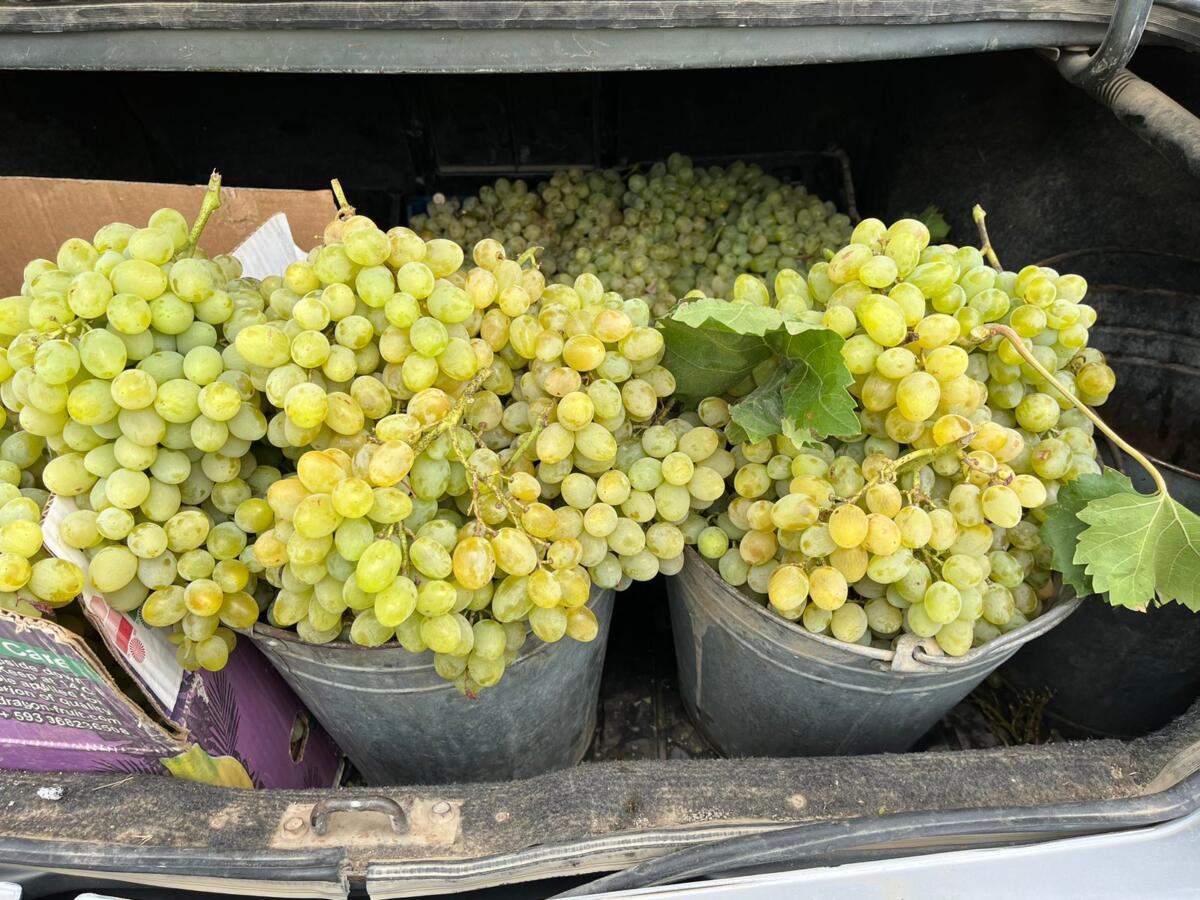 "Шулкадәр акчаны каян аласыз?": Дагыстанга кылынган сәяхәттән репортаж