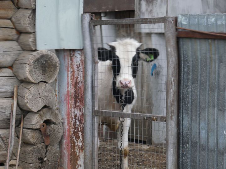 «Сыер көндәлеге»ндә ниләр бар?