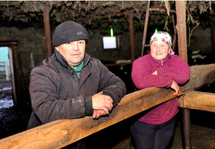 Сыер асраучы Рәхмәтуллиннар: «Бер бетергән кеше кабат сыер алмый инде»