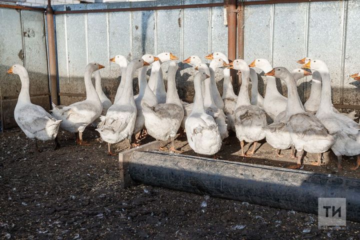 Ризыкка насыйп булмады