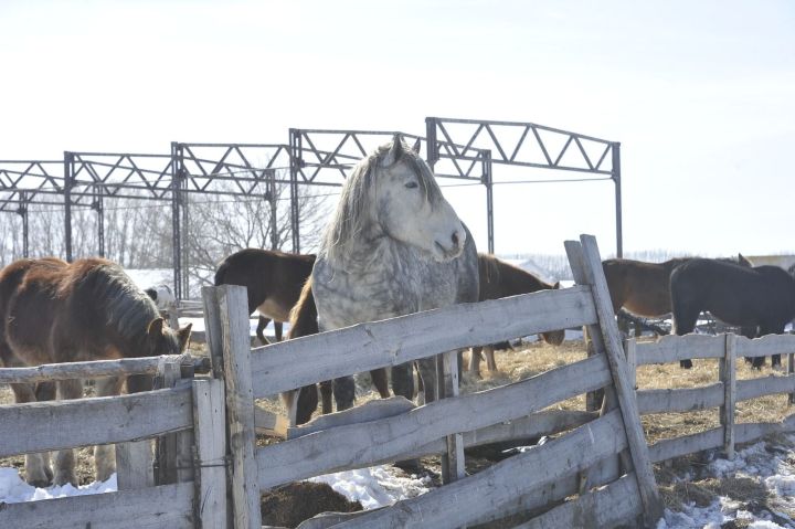 Ат елына кергәндә