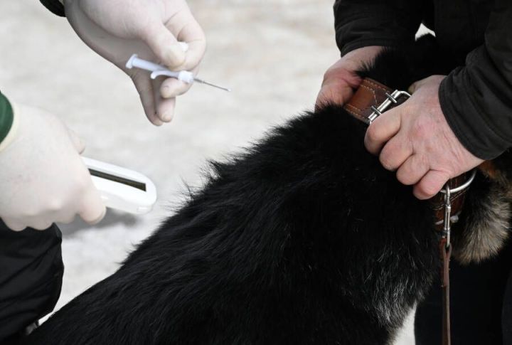 Кызганырга ярамый атарга: сукбай этләргә бәйле яңа закон проектын тәкъдим иттеләр