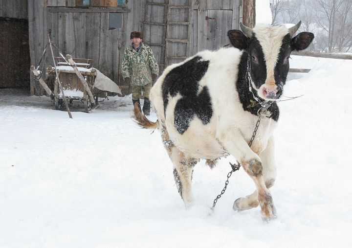Малы барның сые бар: авылларда ит бәяләре ничә сум?