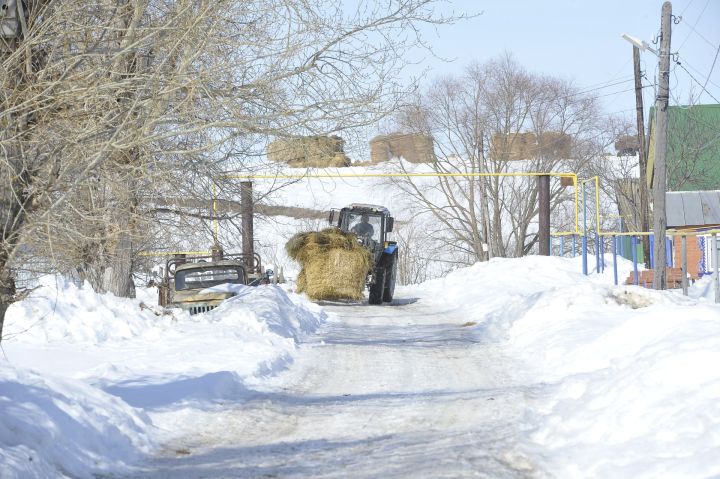 Акмаса да тама: шәхси хуҗалыкларга нинди ярдәм чаралары бар?
