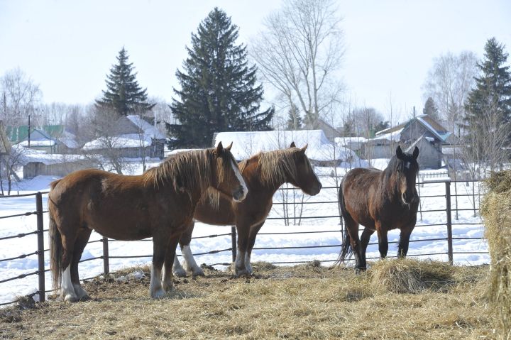 Сез кем атлы?