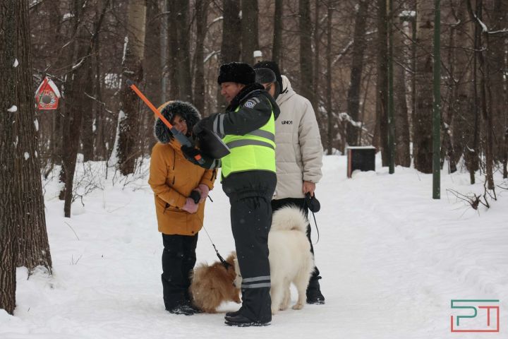 Этең теркәлгәнме: ветеринарлар тикшерүгә чыкты