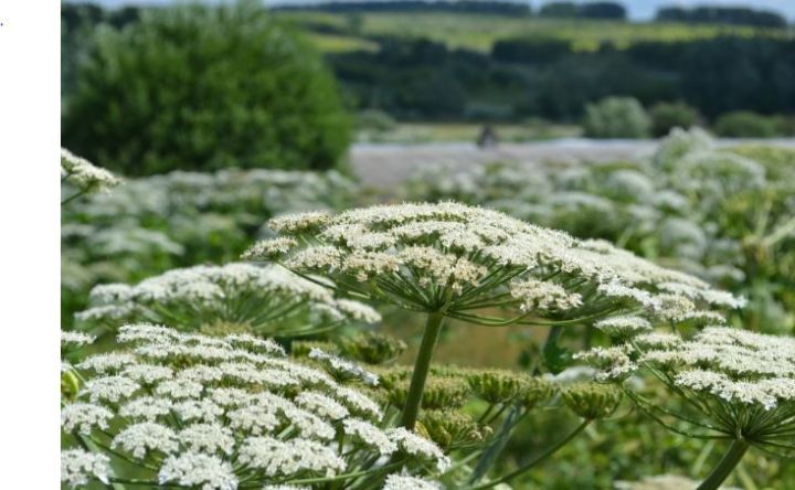 Әрсезгә көн бетә: өрәңге һәм балтырган үскән җир хуҗаларына штраф яный