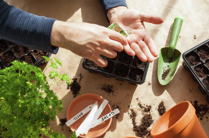 Эш аннары ял: бакчага чыгарга әзерләнәсезме?