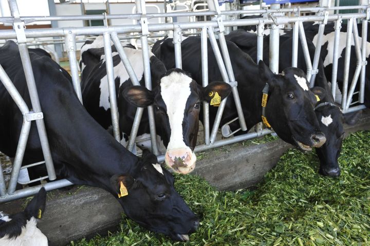 Сак булыгыз: тилчә тилерә !