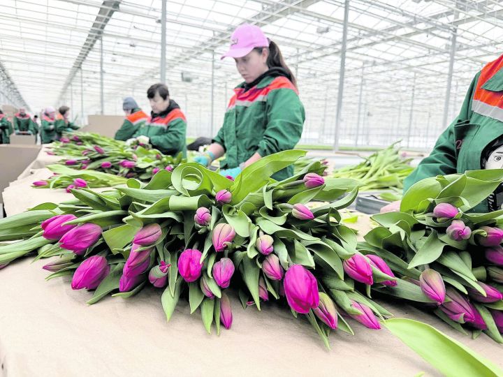 Рәис кулы тигән лаләләр тиздән туташ-ханымнарга бүләк ителер