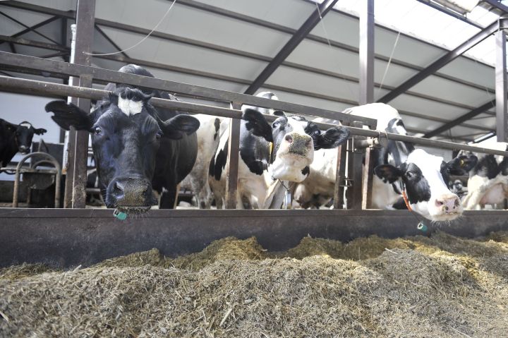 Санап асрау: сөт һәм иттән күпме акча эшләп була?