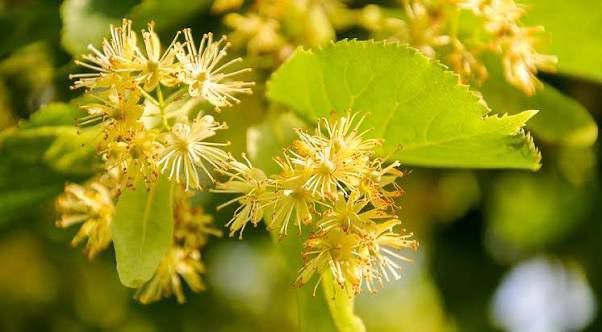 Иммунитетны ныгыта