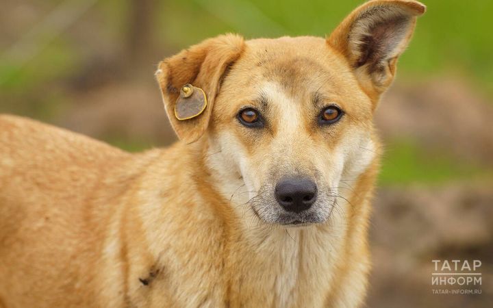 Эт кешегә дус булмаса