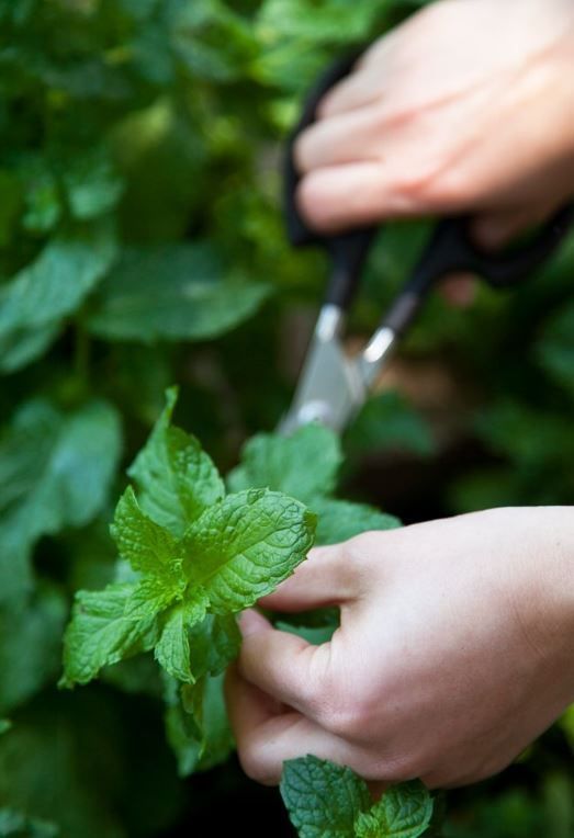 Язгы табигать нигъмәтләрен җыясызмы?