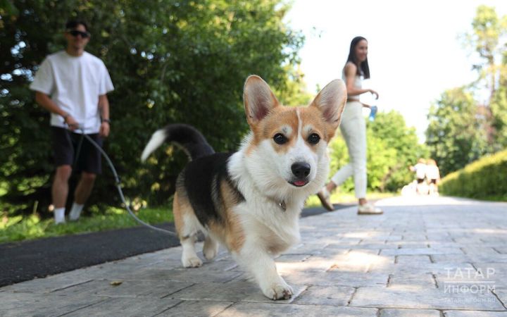 Эт асрыйсың икән, чисталыкны сакла