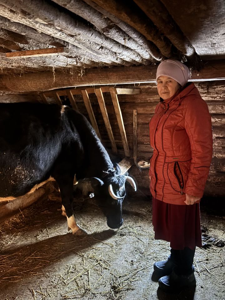 Бер сыерның сые бер авылга җитәме?