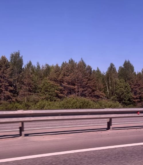 Юл буенда агачлар ник сары? Укучыбыз соравына «ВТ» җавабы