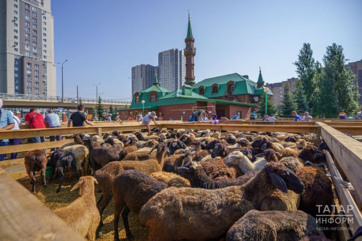 Корбан чалдырту хезмәтләренә ышаныргамы? Дин әһелләреннән белештек