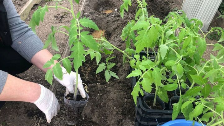 Һәвәскәр бакчачы Гөлфия Нуретдинова помидор утырту серләре белән уртаклашты