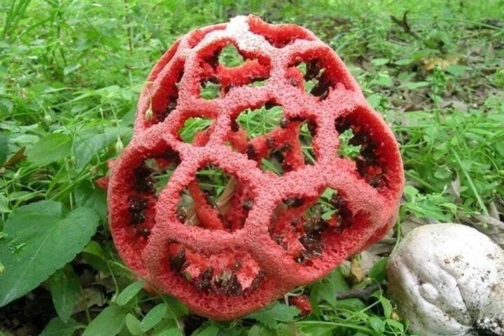 Кагылырга да ярамый: урманнарда аеруча агулы гөмбә өлгергән
