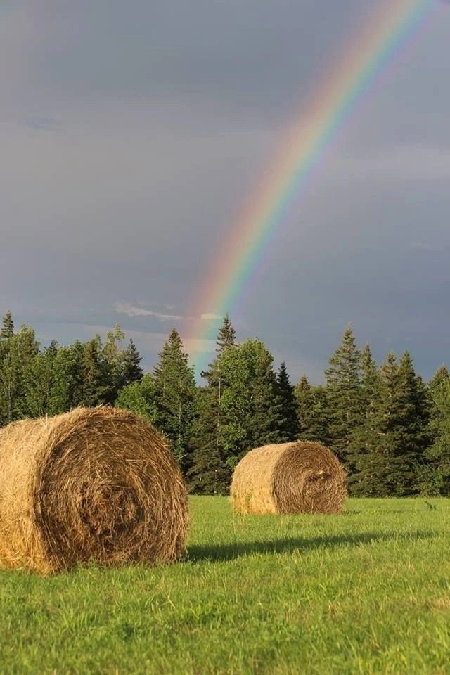 Кояш кадере
