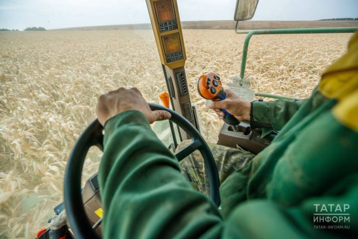 Авыл хуҗалыгы хезмәтчәннәре урып-җыюга әзерләнә: «ВТ» журналисты хәлләрен белеште