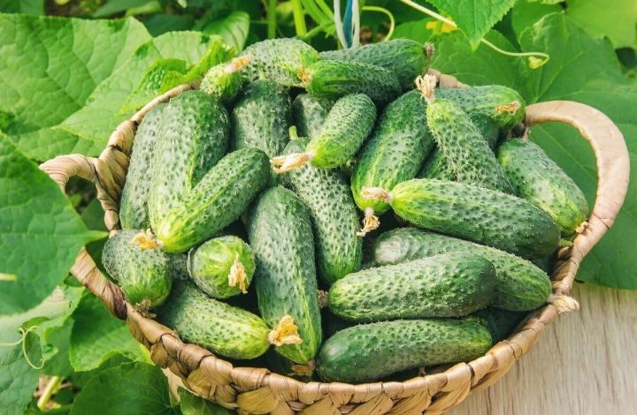 Кыяр шифасы