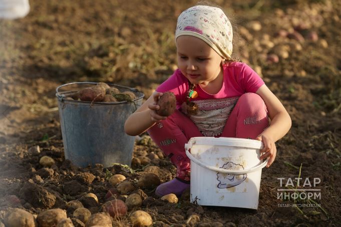 Аш булырмы? Татарстанда бәрәңгегә иртә тотындылар
