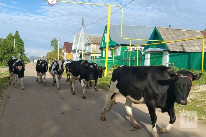 Бетермәгез генә: сыер асраучыларга субсидия артачак