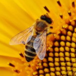 пчел